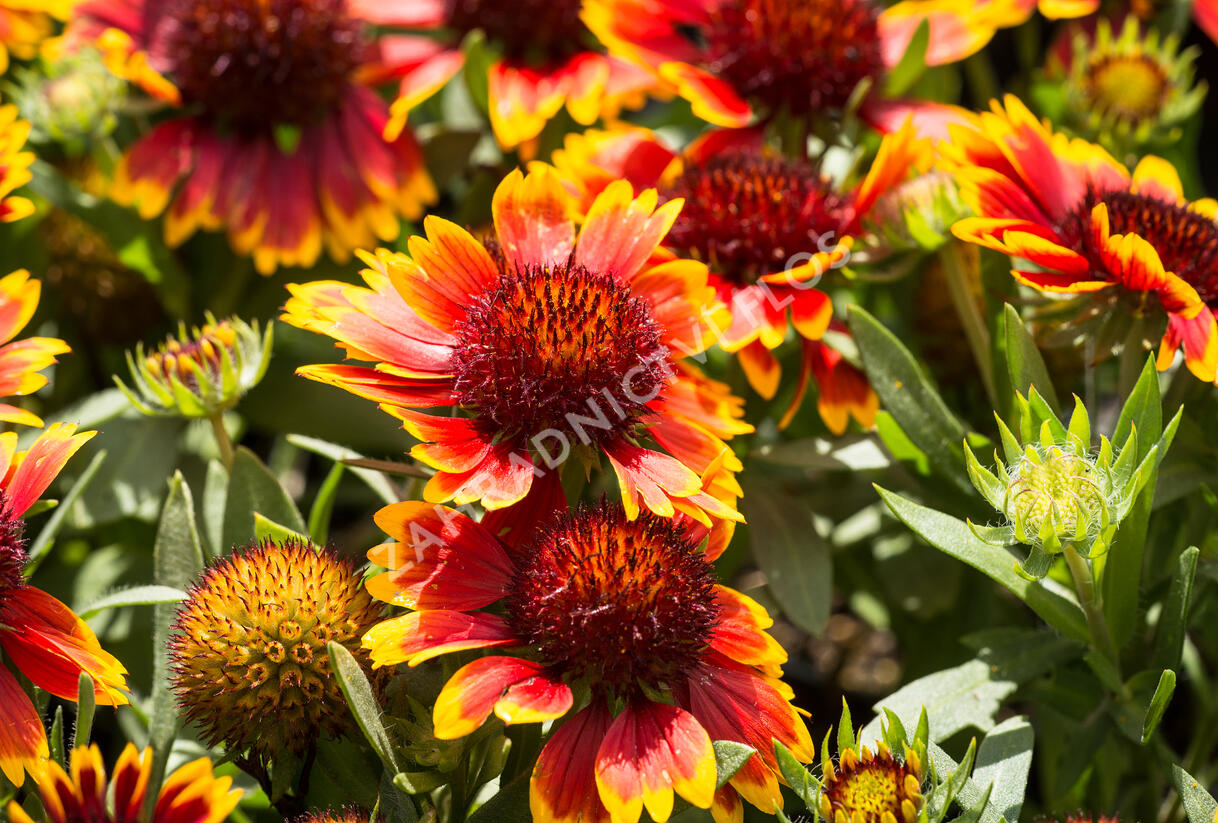Kokarda osinatá 'Sunrita Red Yellow Tip' - Gaillardia aristata 'Sunrita Red Yellow Tip'