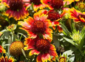 Kokarda osinatá 'Sunrita Red Yellow Tip' - Gaillardia aristata 'Sunrita Red Yellow Tip'