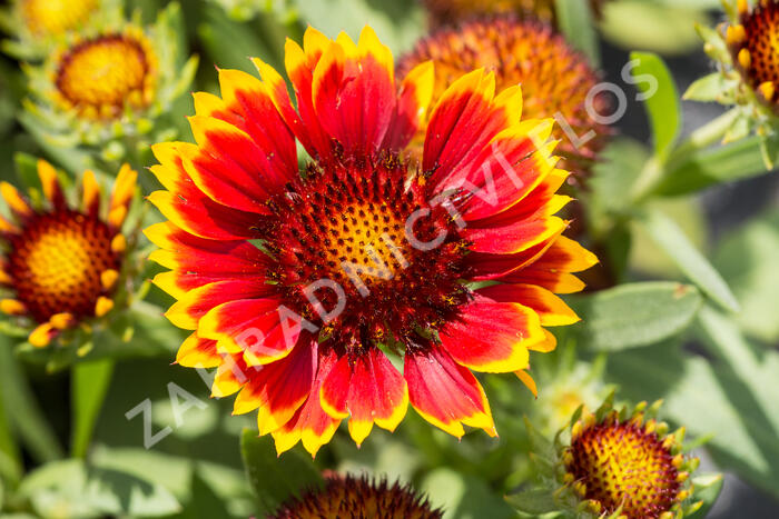 Kokarda osinatá 'Sunrita Red Yellow Tip' - Gaillardia aristata 'Sunrita Red Yellow Tip'