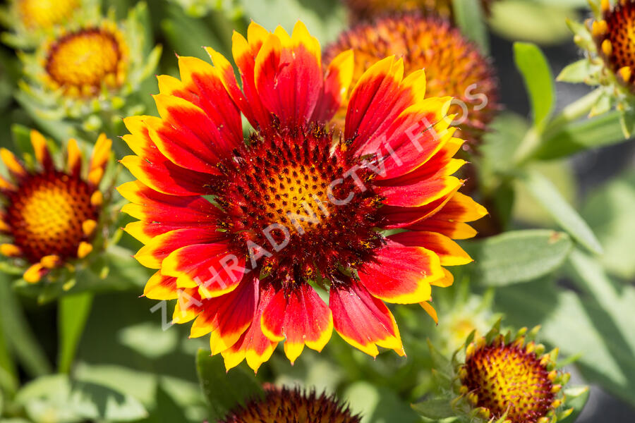 Kokarda osinatá 'Sunrita Red Yellow Tip' - Gaillardia aristata 'Sunrita Red Yellow Tip'