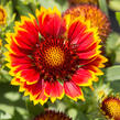 Kokarda osinatá 'Sunrita Red Yellow Tip' - Gaillardia aristata 'Sunrita Red Yellow Tip'