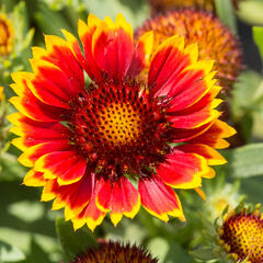 Kokarda osinatá 'Sunrita Red Yellow Tip' - Gaillardia aristata 'Sunrita Red Yellow Tip'