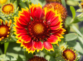 Kokarda osinatá 'Sunrita Red Yellow Tip' - Gaillardia aristata 'Sunrita Red Yellow Tip'