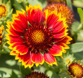 Kokarda osinatá 'Sunrita Red Yellow Tip' - Gaillardia aristata 'Sunrita Red Yellow Tip'