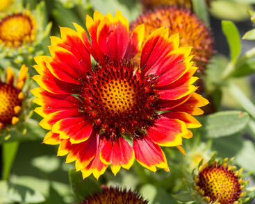 Kokarda osinatá 'Sunrita Red Yellow Tip'