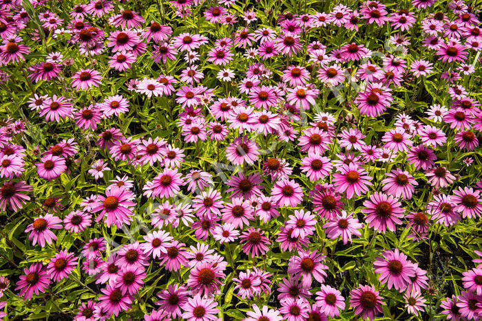 Třapatkovka nachová 'Prairie Splendor Rose Compact' - Echinacea purpurea 'Prairie Splendor Rose Compact'