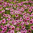 Třapatkovka nachová 'Prairie Splendor Compact Rose ' - Echinacea purpurea 'Prairie Splendor Compact Rose '