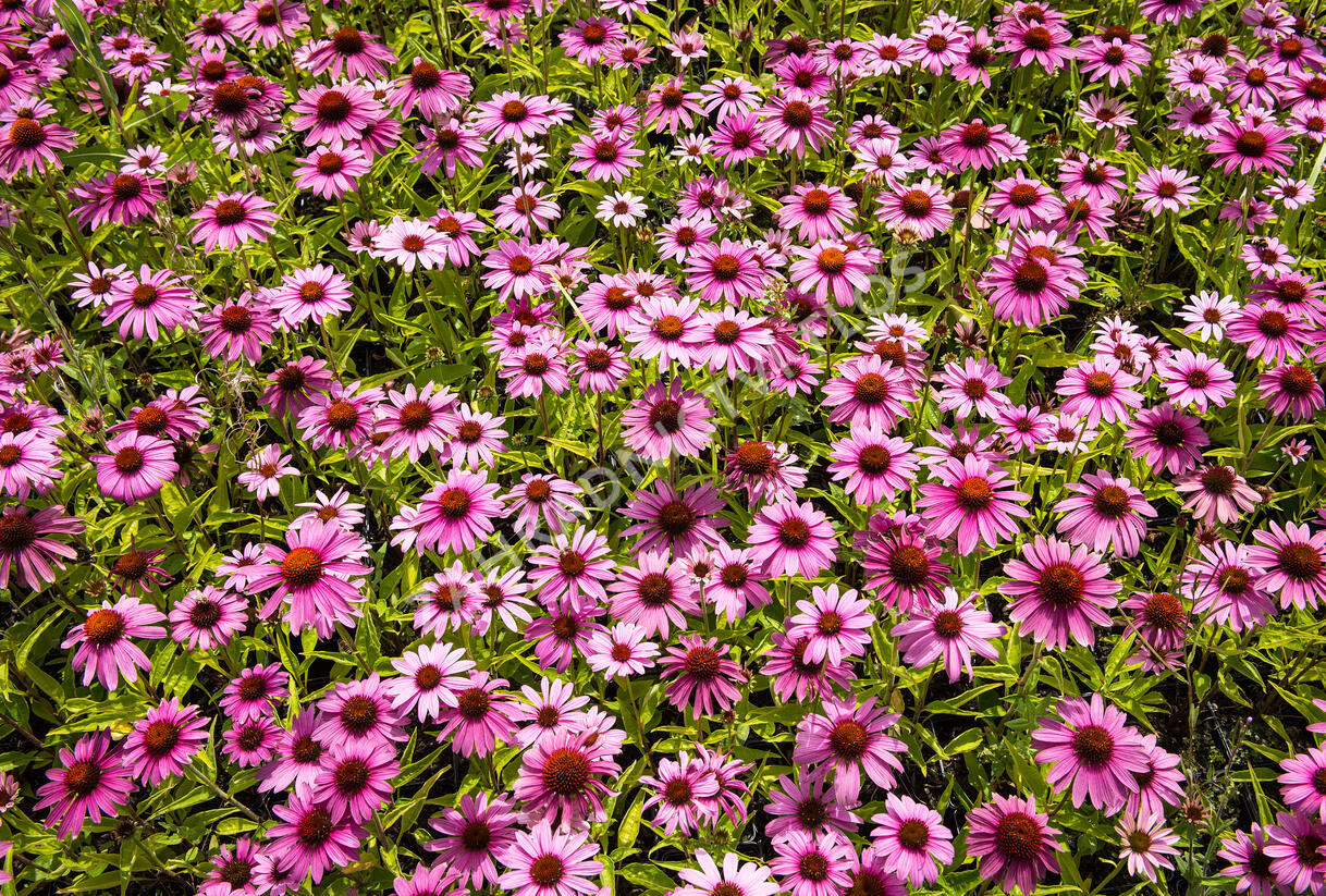 Třapatkovka nachová 'Prairie Splendor Compact Rose ' - Echinacea purpurea 'Prairie Splendor Compact Rose '