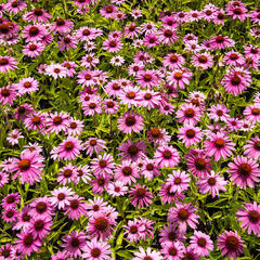 Třapatkovka nachová 'Prairie Splendor Rose Compact' - Echinacea purpurea 'Prairie Splendor Rose Compact'