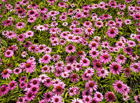 Třapatkovka nachová 'Prairie Splendor Compact Rose ' - Echinacea purpurea 'Prairie Splendor Compact Rose '