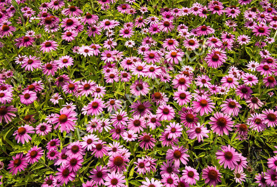 Třapatkovka nachová 'Prairie Splendor Compact Rose ' - Echinacea purpurea 'Prairie Splendor Compact Rose '