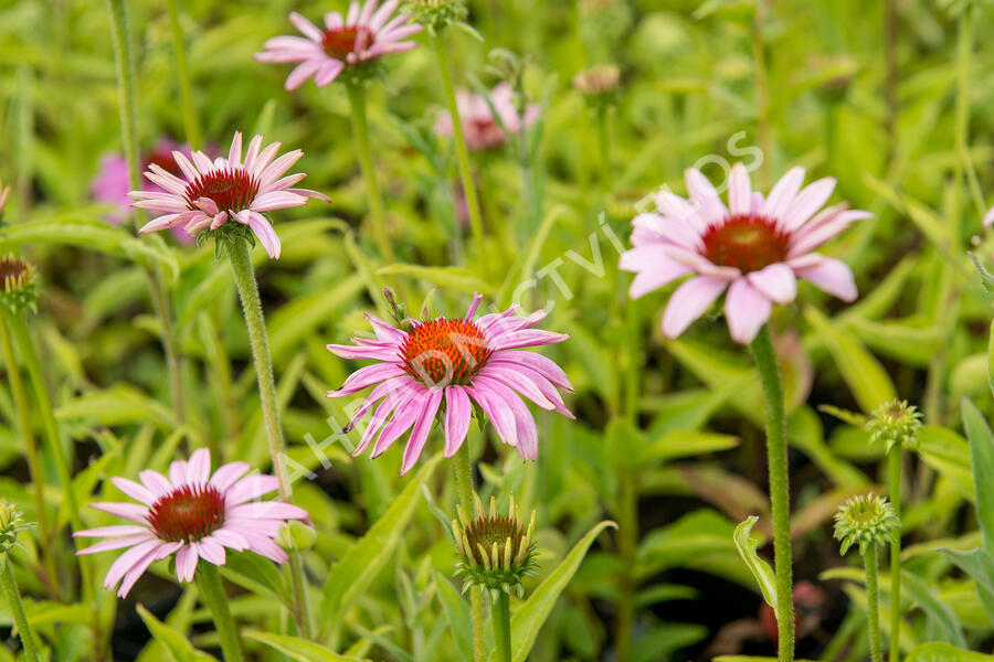 Třapatkovka nachová 'Prairie Splendor Compact Rose ' - Echinacea purpurea 'Prairie Splendor Compact Rose '