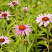 Třapatkovka nachová 'Prairie Splendor Rose Compact' - Echinacea purpurea 'Prairie Splendor Rose Compact'