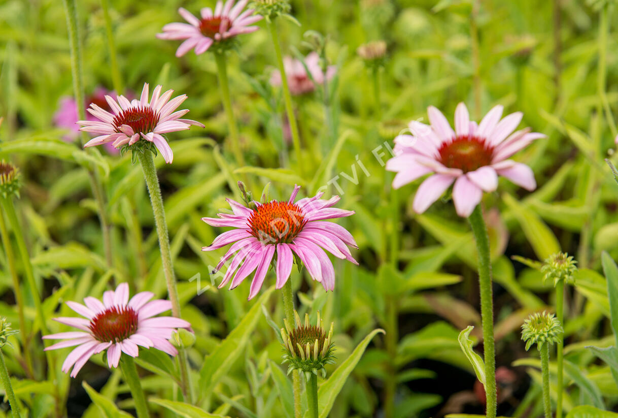 Třapatkovka nachová 'Prairie Splendor Compact Rose ' - Echinacea purpurea 'Prairie Splendor Compact Rose '