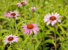 Třapatkovka nachová 'Prairie Splendor Compact Rose ' - Echinacea purpurea 'Prairie Splendor Compact Rose '