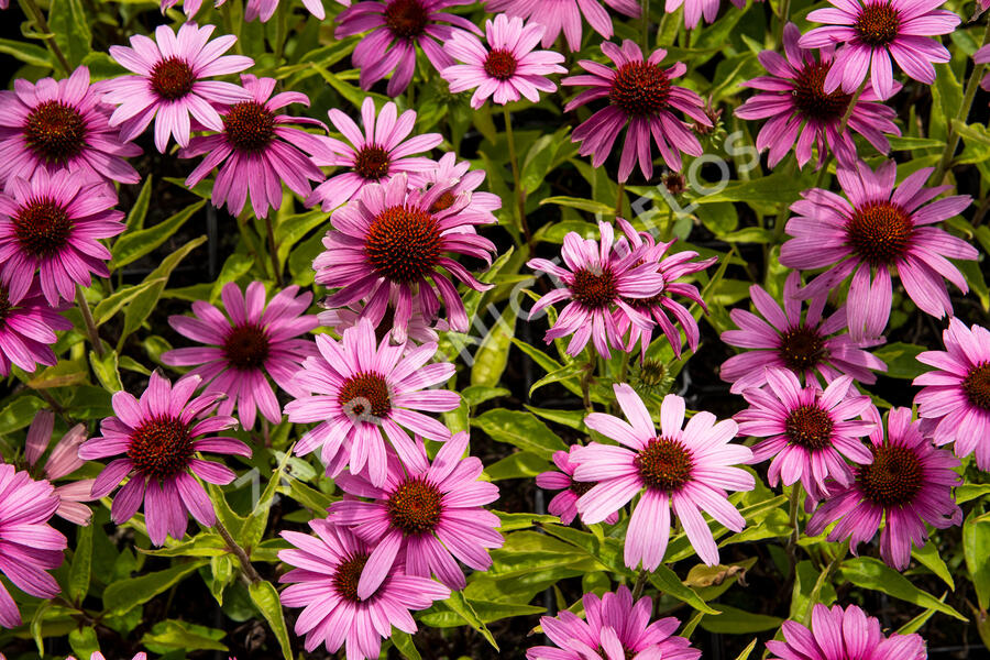 Třapatkovka nachová 'Prairie Splendor Compact Rose ' - Echinacea purpurea 'Prairie Splendor Compact Rose '
