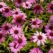 Třapatkovka nachová 'Prairie Splendor Compact Rose ' - Echinacea purpurea 'Prairie Splendor Compact Rose '