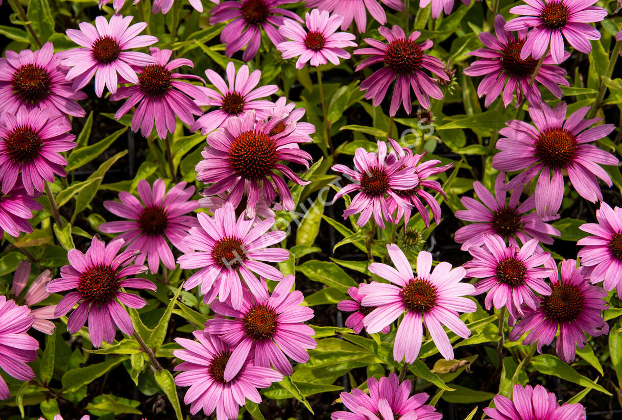 Třapatkovka nachová 'Prairie Splendor Compact Rose ' - Echinacea purpurea 'Prairie Splendor Compact Rose '