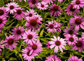 Třapatkovka nachová 'Prairie Splendor Compact Rose ' - Echinacea purpurea 'Prairie Splendor Compact Rose '