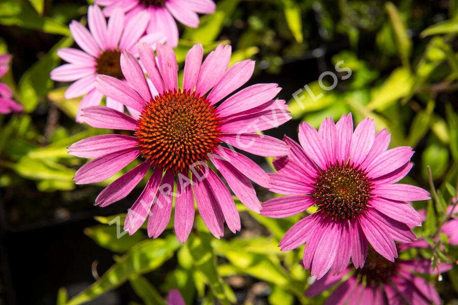 Třapatkovka nachová 'Prairie Splendor Compact Rose ' - Echinacea purpurea 'Prairie Splendor Compact Rose '