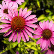 Třapatkovka nachová 'Prairie Splendor Rose Compact' - Echinacea purpurea 'Prairie Splendor Rose Compact'