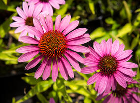 Třapatkovka nachová 'Prairie Splendor Compact Rose ' - Echinacea purpurea 'Prairie Splendor Compact Rose '