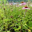 Třapatkovka nachová 'Magnus' - Echinacea purpurea 'Magnus'