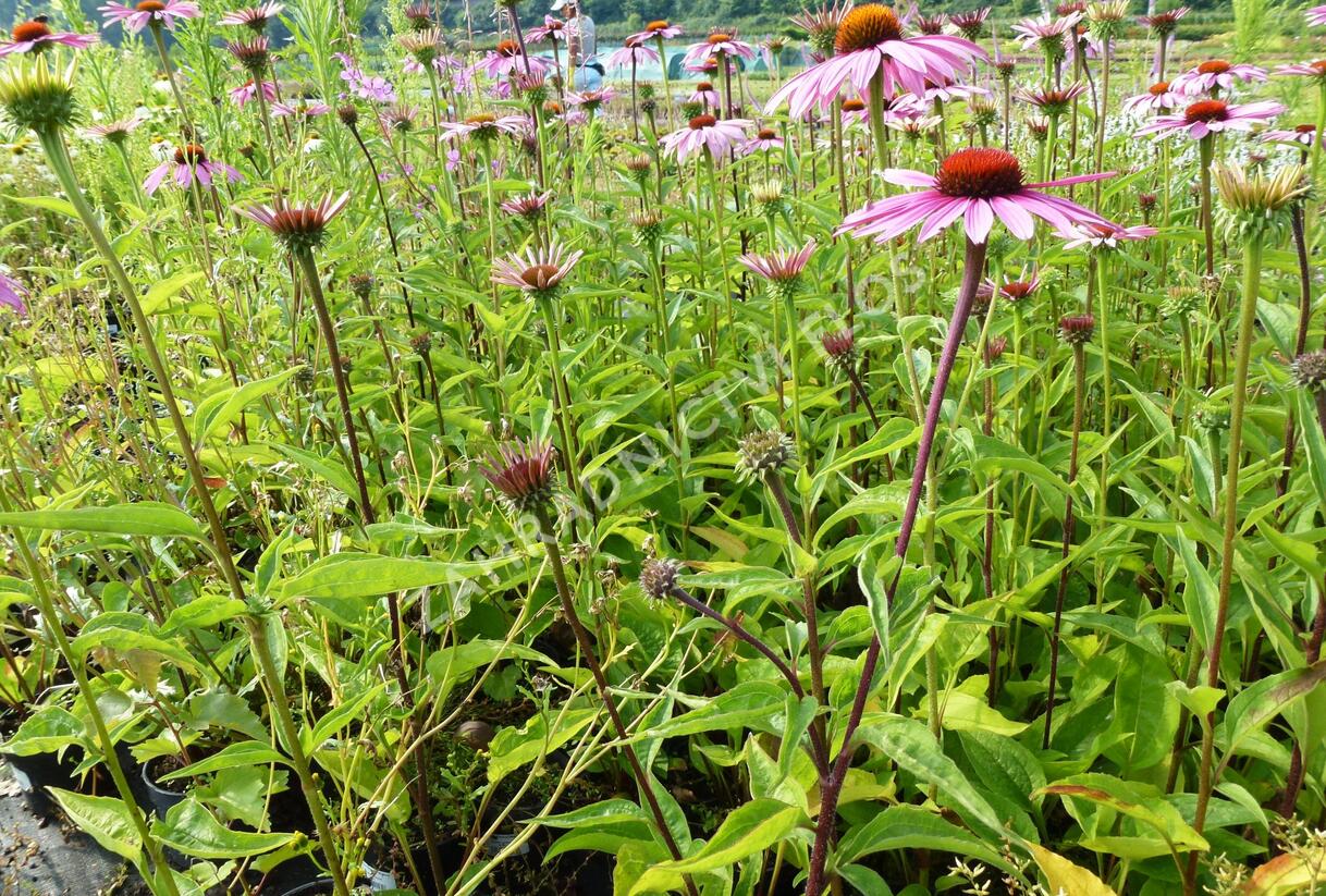 Třapatkovka nachová 'Magnus' - Echinacea purpurea 'Magnus'