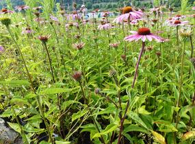 Třapatkovka nachová 'Magnus' - Echinacea purpurea 'Magnus'