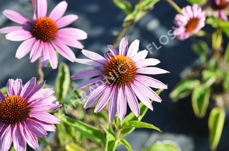 Třapatkovka nachová 'Magnus' - Echinacea purpurea 'Magnus'