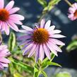 Třapatkovka nachová 'Magnus' - Echinacea purpurea 'Magnus'