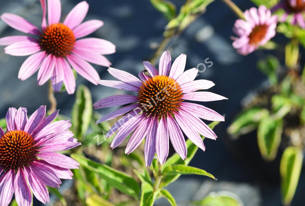 Třapatkovka nachová 'Magnus' - Echinacea purpurea 'Magnus'