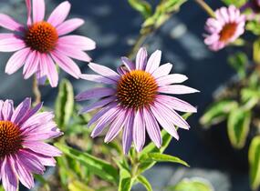 Třapatkovka nachová 'Magnus' - Echinacea purpurea 'Magnus'
