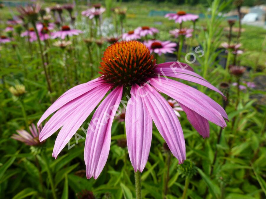 Třapatkovka nachová 'Magnus' - Echinacea purpurea 'Magnus'
