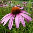 Třapatkovka nachová 'Magnus' - Echinacea purpurea 'Magnus'