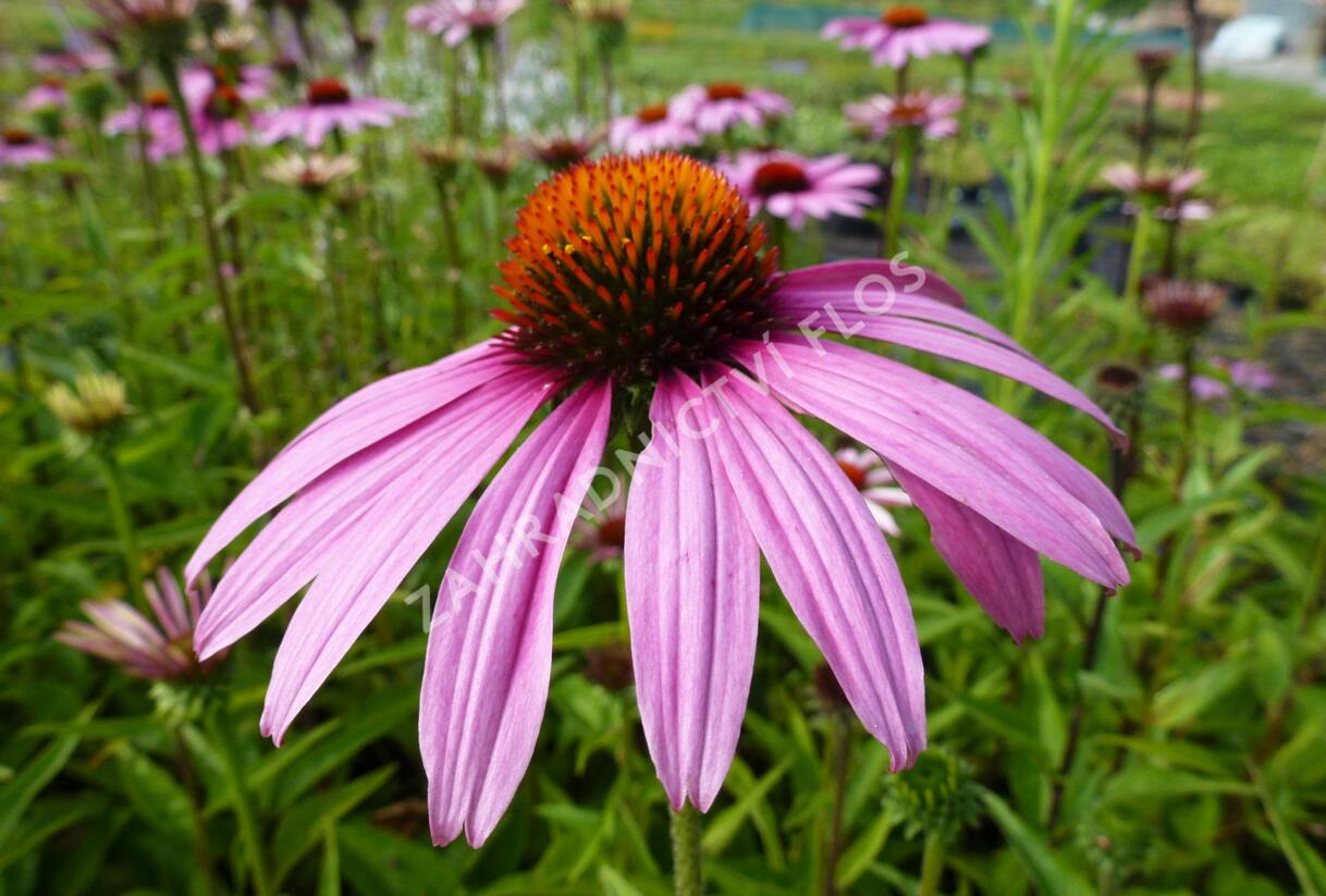Třapatkovka nachová 'Magnus' - Echinacea purpurea 'Magnus'