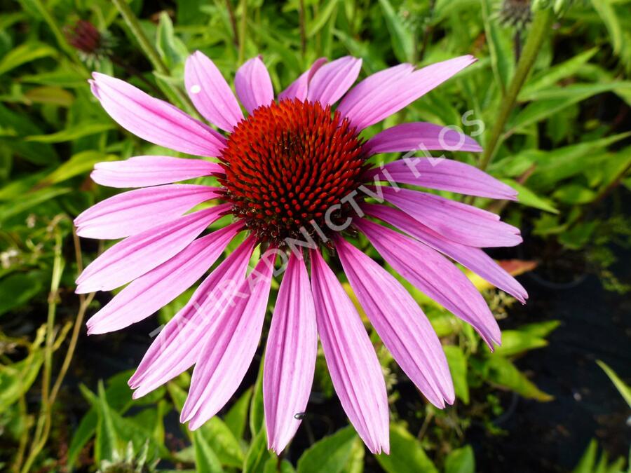 Třapatkovka nachová 'Magnus' - Echinacea purpurea 'Magnus'