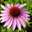 Třapatkovka nachová 'Magnus' - Echinacea purpurea 'Magnus'