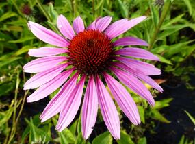 Třapatkovka nachová 'Magnus' - Echinacea purpurea 'Magnus'