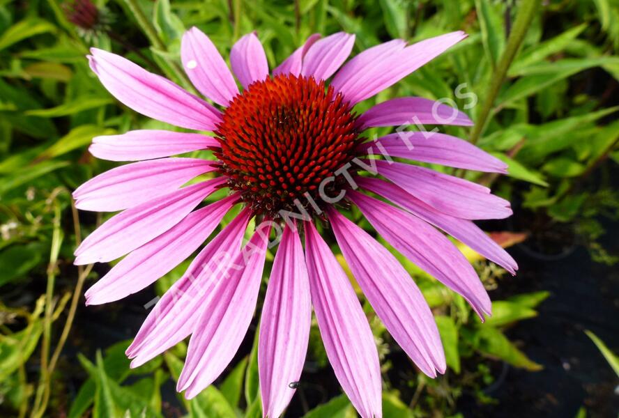 Třapatkovka nachová 'Magnus' - Echinacea purpurea 'Magnus'