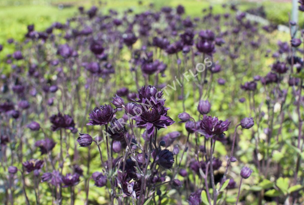 Orlíček obecný 'Clementine Purple Dark' - Aquilegia vulgaris 'Clementine Purple Dark'