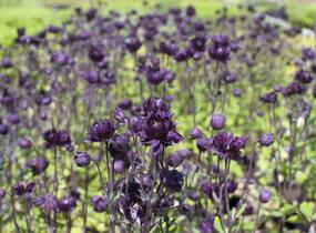 Orlíček obecný 'Clementine Purple Dark' - Aquilegia vulgaris 'Clementine Purple Dark'