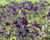 Orlíček obecný 'Clementine Purple Dark'