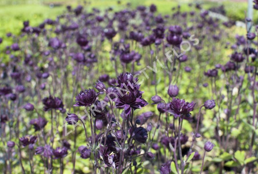 Orlíček obecný 'Clementine Purple Dark' - Aquilegia vulgaris 'Clementine Purple Dark'