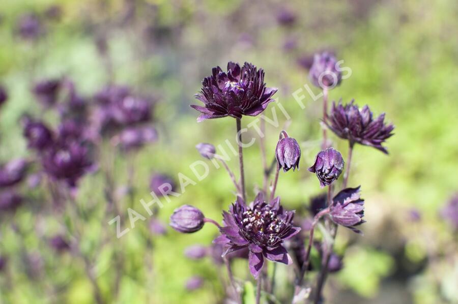 Orlíček obecný 'Clementine Purple Dark' - Aquilegia vulgaris 'Clementine Purple Dark'