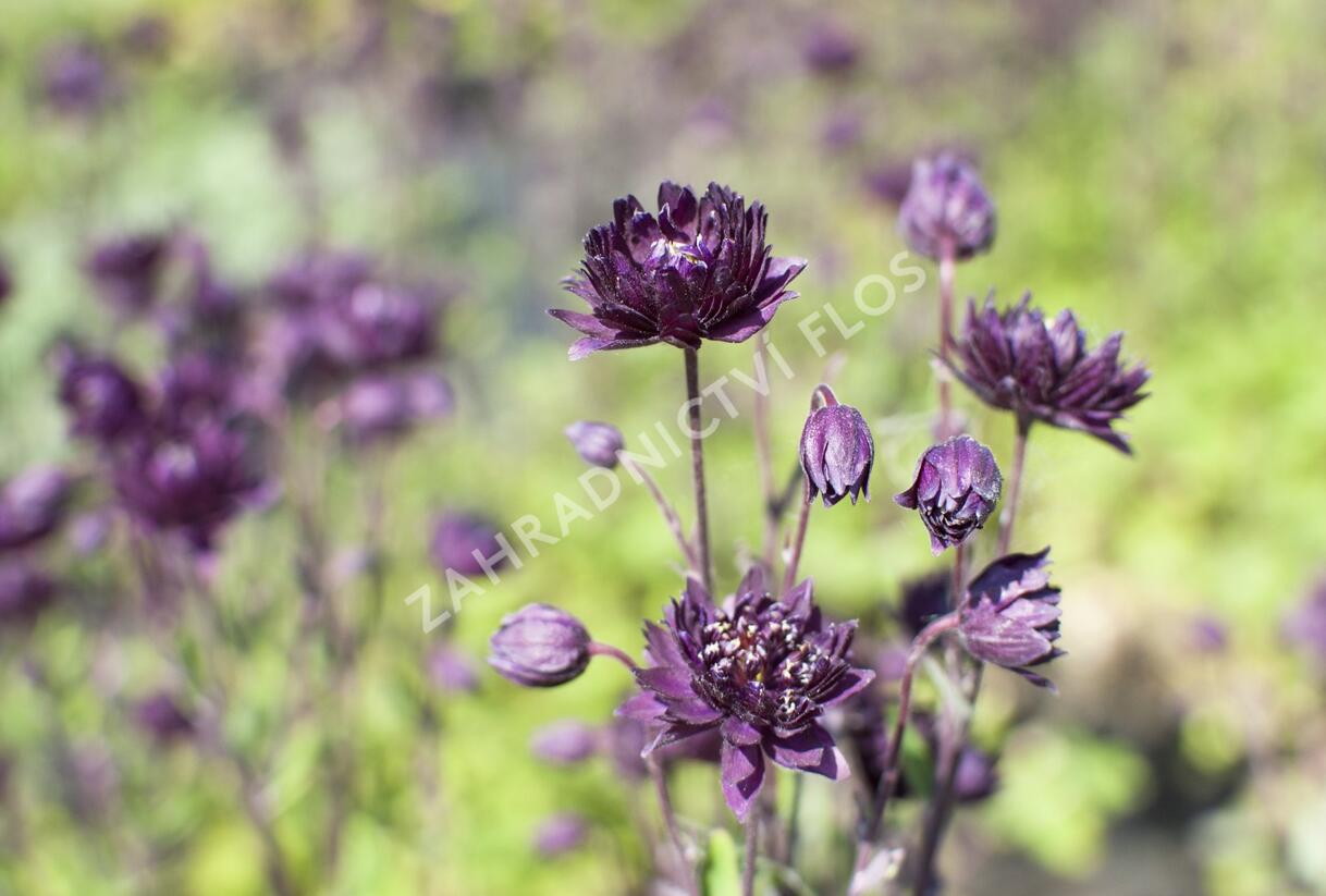 Orlíček obecný 'Clementine Purple Dark' - Aquilegia vulgaris 'Clementine Purple Dark'