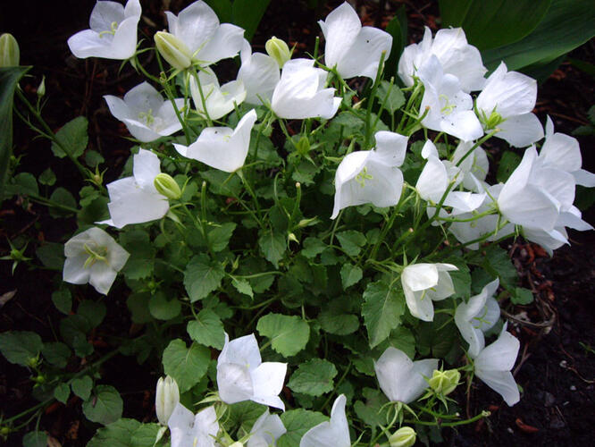 Zvonek karpatský 'Pearl White' - Campanula carpatica 'Pearl White'