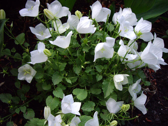 Zvonek karpatský 'Pearl White' - Campanula carpatica 'Pearl White'