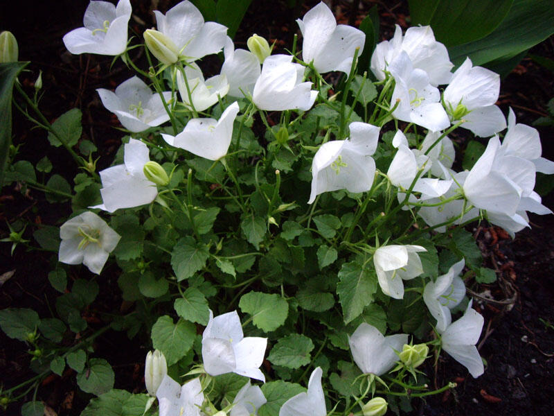 Zvonek karpatský 'Pearl White' - Campanula carpatica 'Pearl White'