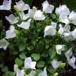 Zvonek karpatský 'Pearl White' - Campanula carpatica 'Pearl White'